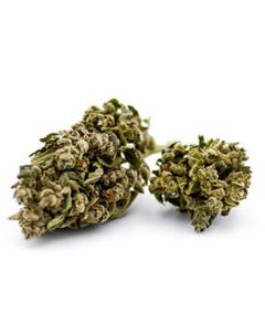 Lemon Haze Indoor