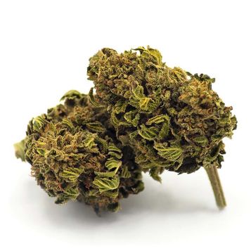 mango kush fleur cbd